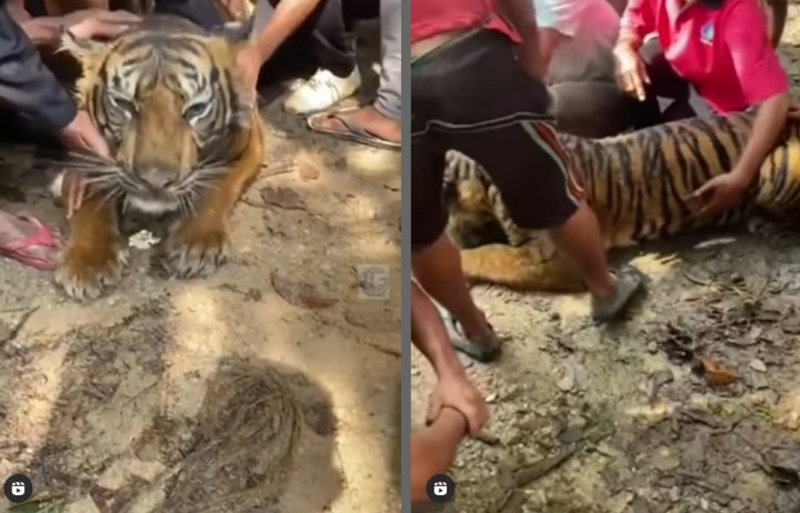 Harimau Sumatera yang Hampiri Warga di Pasaman Sumbar Telah Mati, Dikubur Secara Adat (foto/int)