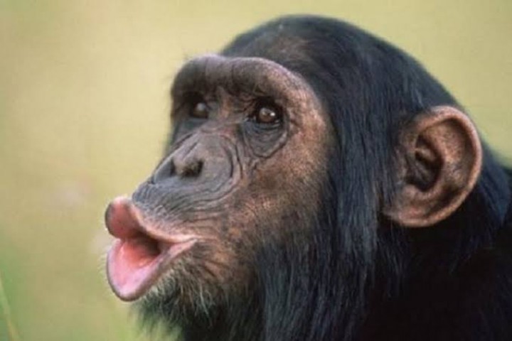 Mengaku Punya Hubungan Gelap, Wanita Ini Sakit Hati Pihak Kebun Binatang Halangi Bertemu Simpanse Tercinta (foto/int)