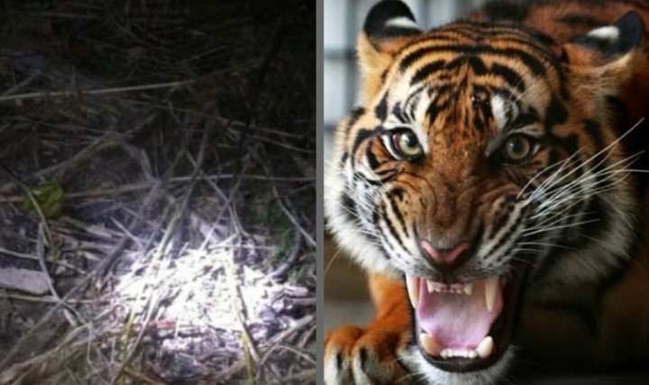 Heboh Pria Teluk Lanus Siak Diduga Diterkam Harimau, Jasad Ditemukan Tanpa Kepala (foto/int)