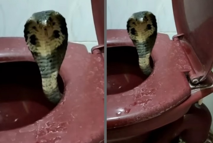 Viral Video Ular Kobra di WC Duduk, Netizen: Enggak Kebayang Kalau Sampai Matok (foto/int)