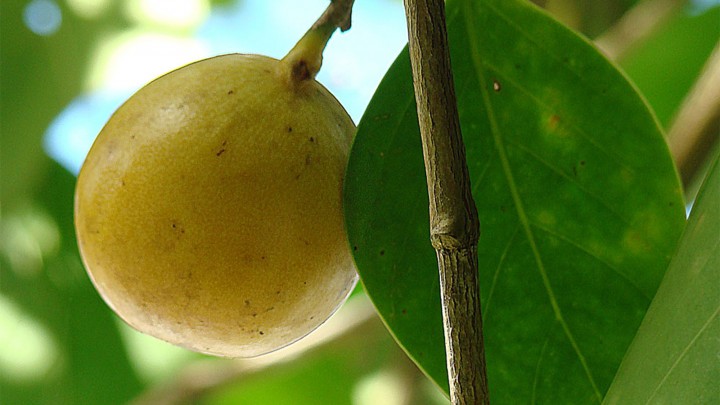 Pohon buah manchineel