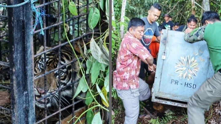 Harimau Sumatera Betina yang Tewaskan Pekerja di Teluk Lanus Siak Telah Tertangkap, Ada Luka Jeratan di Kaki (foto/int)
