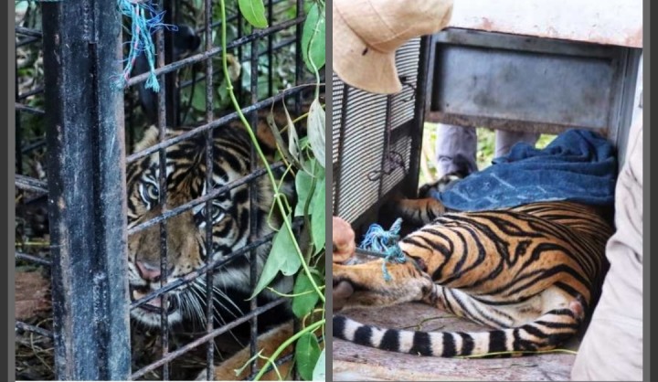Ada Luka di Kaki Harimau Betina yang Ditangkap di Sungai Apit Siak, BKSDA Riau Larang Pemasangan Jerat (foto/int)