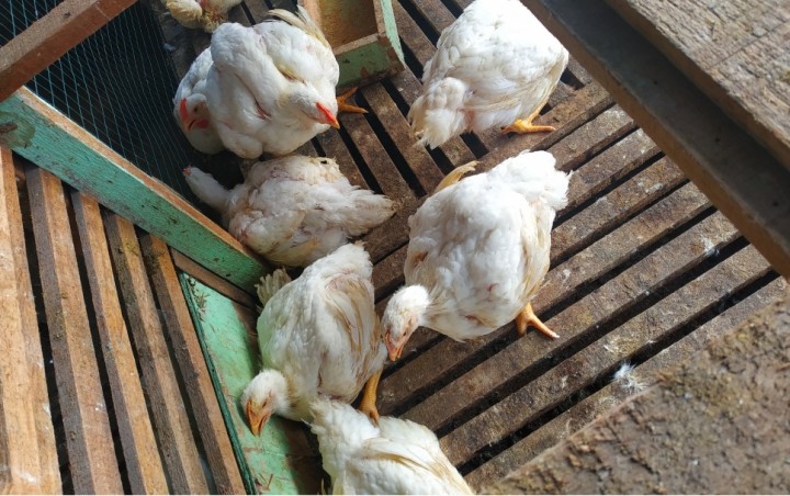 Harga Ayam Ras Terus Naik di Pekanbaru, Dijual Rp28 Ribu Per Kilogram (foto/int)