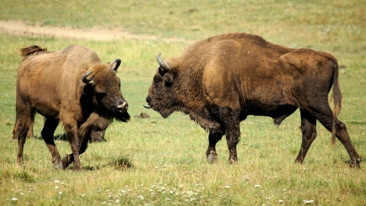 ilustrasi bison
