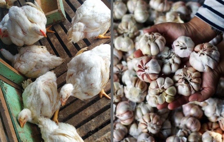 Akhir Pekan, Harga Ayam Ras Masih Rp28 Ribu, Bawang Putih Naik Tipis di Pekanbaru (foto/int)
