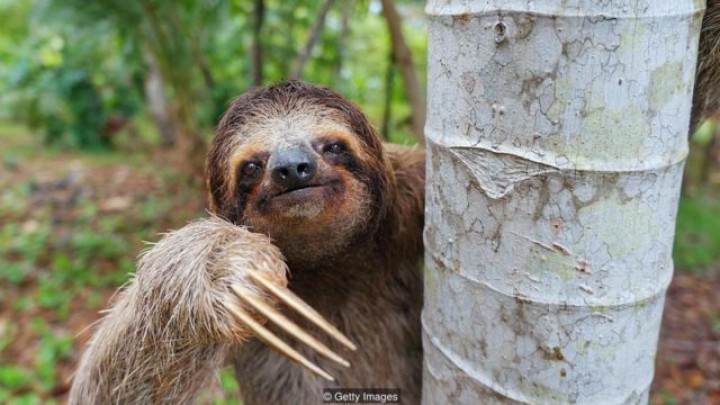 Sloth (kungkang)