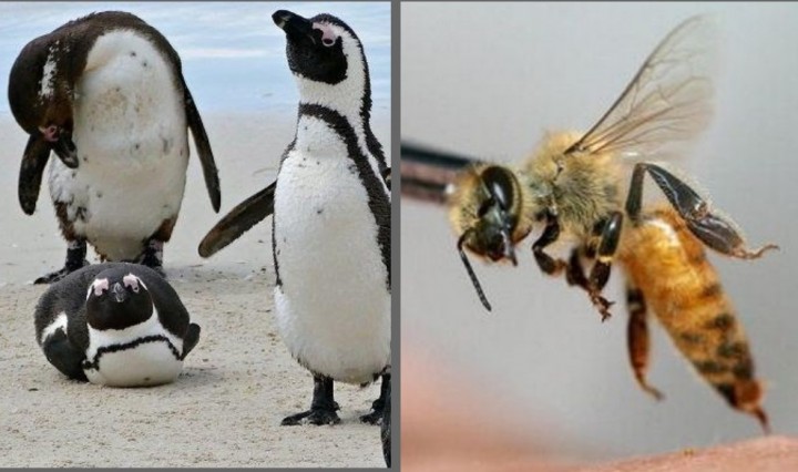 Puluhan Mayat Bergelimpangan, Kawanan Penguin Mati Disengat Lebah (foto/int)