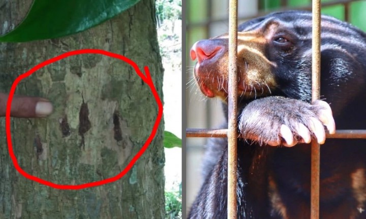 Diduga Cari Makan, Warga Temukan Cakar Beruang Madu di Rumbai (foto/int)