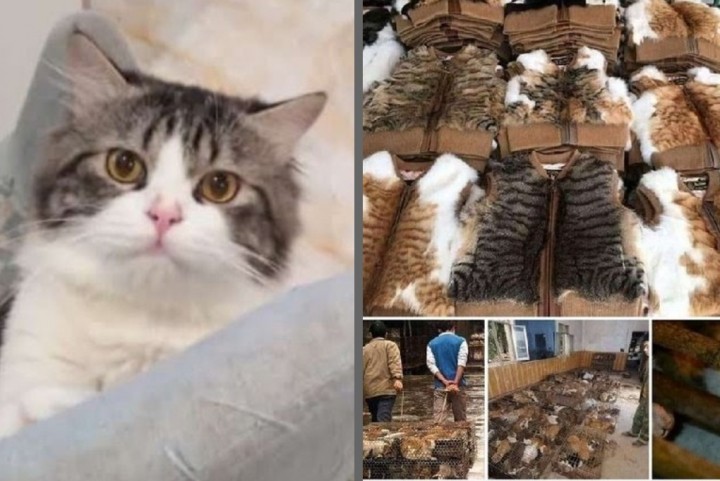 Viral Foto Kucing Diburu dan Kulitnya Diambil, Netizen Bilang Begini (foto/int)