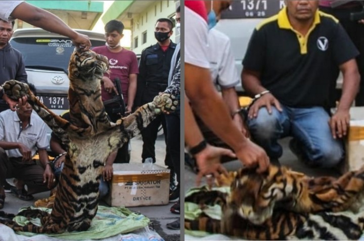 Mau Transaksi di Pekanbaru, BKSDA Bersama Polda Riau Tangkap Penjual Kulit Harimau Sumatera (foto/int)