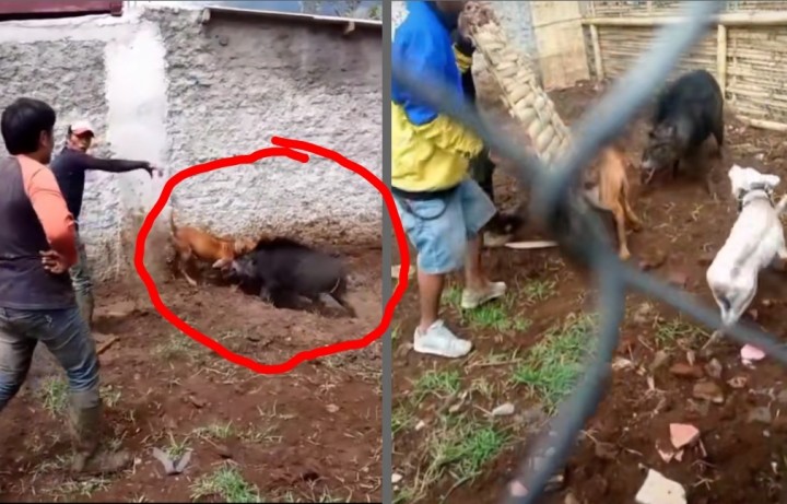 Warganet Kecam Video Anjing dan Babi Diadu, Netizen: Berdosa Banget (foto/int)
