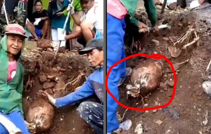 Viral Video Panen Ubi Gajah Ukuran Jumbo Ditonton Warga, Netizen: Tadi Aku Kira Pocong (foto/int)
