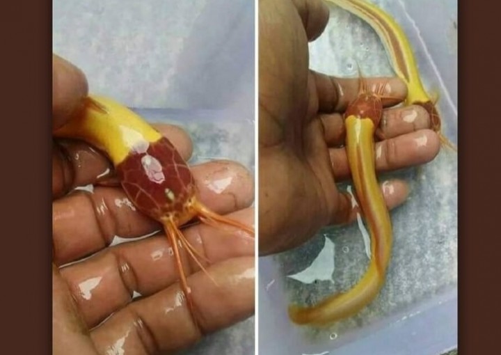 Viral Ikan Catfish Warna Kuning, Netizen: Lele Iron Man (foto/int)
