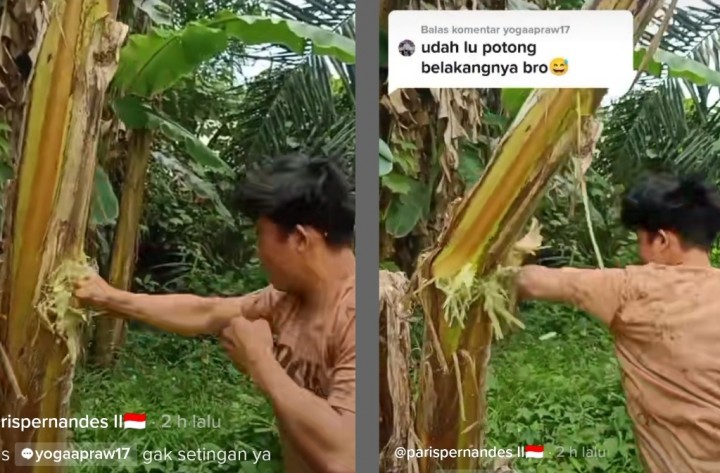 Video Pemuda Tinju Batang Pisang Sampai Tumbang Viral di Tiktok, Ditonton Lebih 17 Juta Kali, Netizen: Coba Pohon Salak (foto/int)