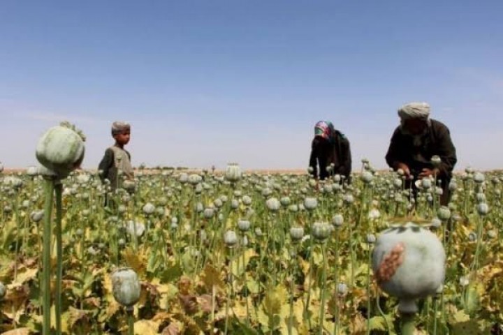 Diharamkan Agama, Rakyat Afghanistan Jual Bahan Heroin, Bikin Harga Opium Melonjak (foto/int)
