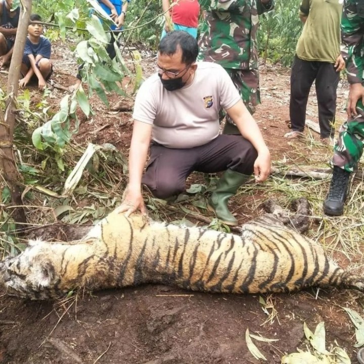Patroli Karhutla, Petugas Malah Temukan Harimau Mati Terjerat di Desa Tanjung Leban Bengkalis (foto/int)