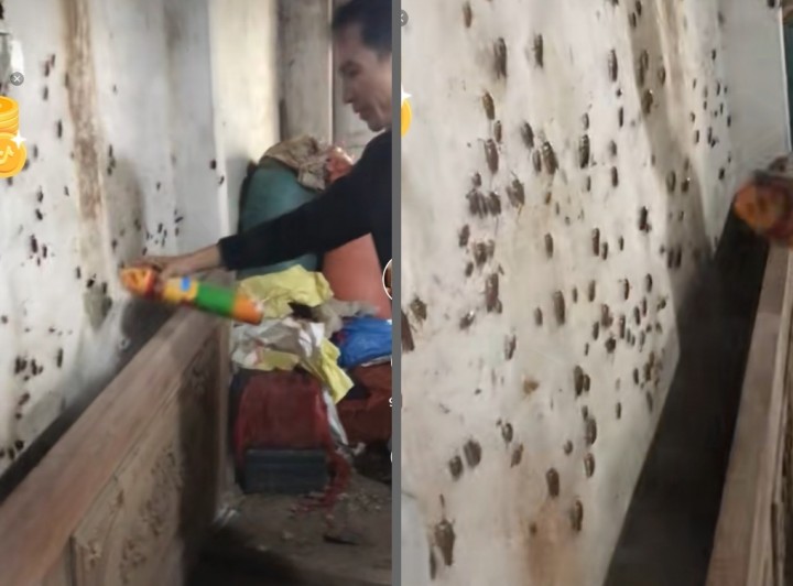 Video Semprot Dinding Ditonton 14 Juta Kali, Langsung Keluar Banyak Kecoa, Netizen: Untung Enggak Terbang (foto/int)