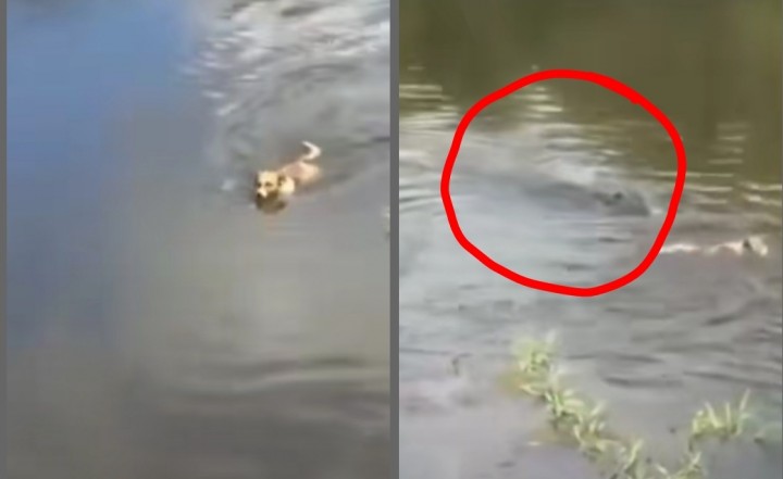 Viral Anjing Masuk Sungai yang Dihuni Buaya dan Kemudian Diterkam, Netizen Gereget Gara-gara Ini (foto/int)