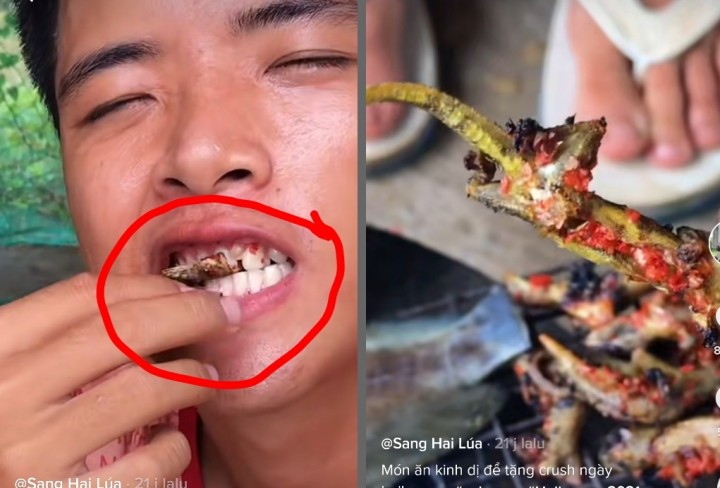 Viral Video Pemuda Makan Cicak Goreng Sambal Cabai Merah, Netizen: Orang Kenapa Sih Makan Aneh-aneh (foto/int)