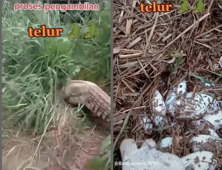 Video Ambil Telur Buaya Viral Ditonton Lebih 5 Juta Kali, Netizen Sebut Begini (foto/int)