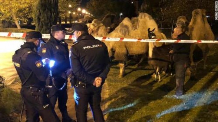 Polisi Spanyol Jadi Sibuk Gara-gara Unta dan Ilama Kabur ke Jalanan (foto/int)