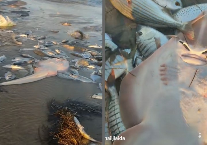 Viral Banyak Ikan Laut Terdampar di Pantai, Netizen Indonesia Gemas Mau Mungut Untuk Digoreng (foto/int)