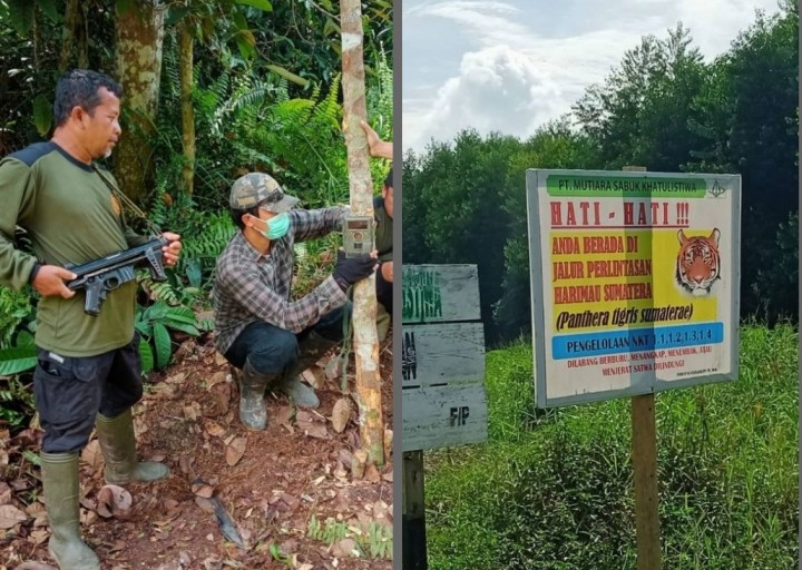 Pasca Serangan Harimau Sumatera di Desa Teluk Kabung Inhil, Patroli dan 10 Unit CT Dipasang (foto/ist)
