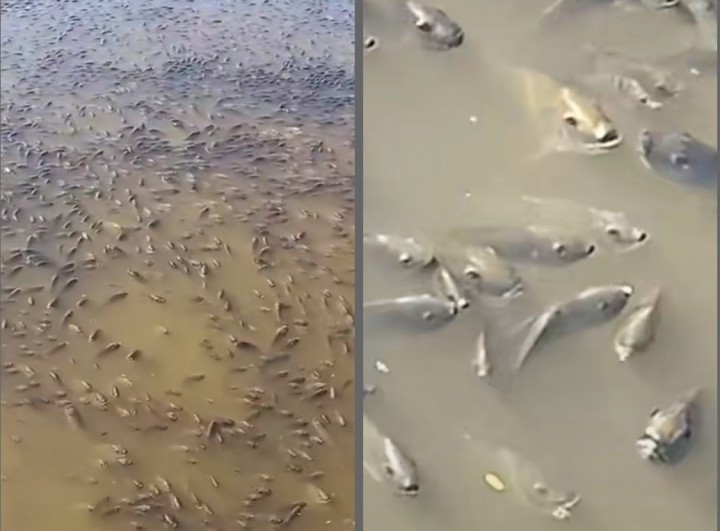 Viral Sekumpulan Ikan Muncul ke Permukaan Sungai, Netizen: Lagi Antre Bansos (foto/int)