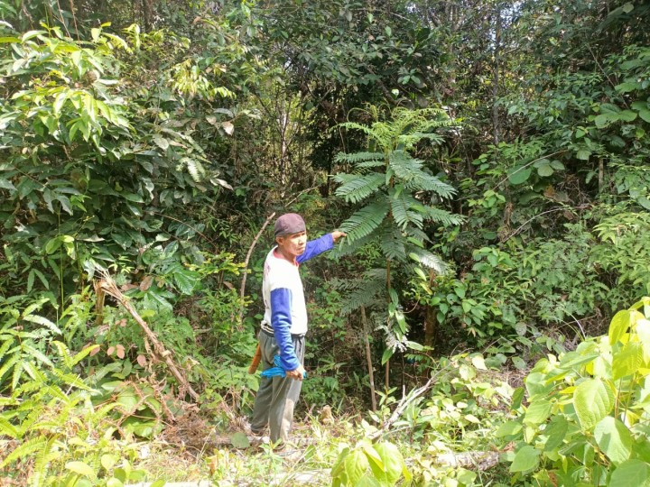 Kegiatan reboisasi pengayaan tanaman di areal Hutan Lindung Bukit Betabuh