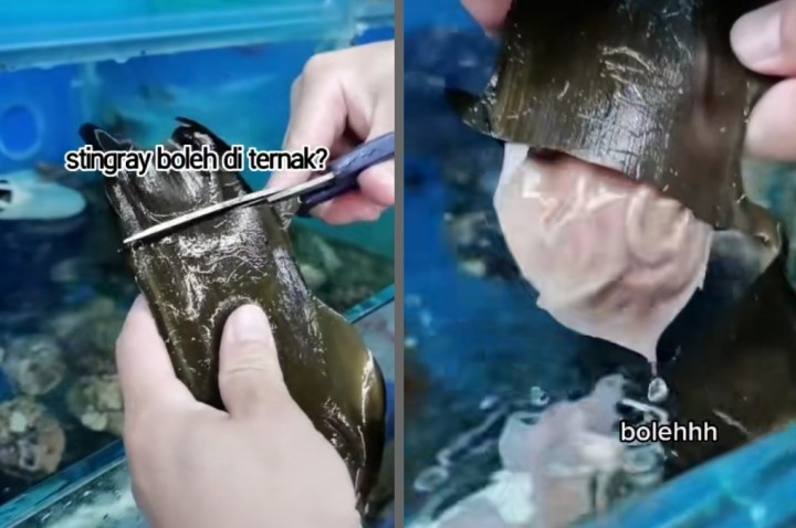 Viral Video Gunting Bungkusan Malah Keluar Anak Ikan Pari, Netizen Malah Salah Sangka (foto/int)