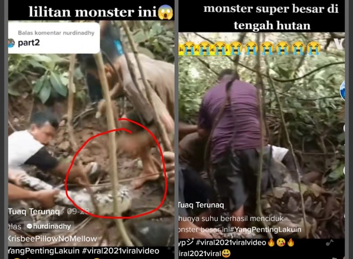 Viral 5 Orang Kewalahan Tangkap Ular Piton Monster di Hutan, Netizen Merinding Ngeri (foto/int)