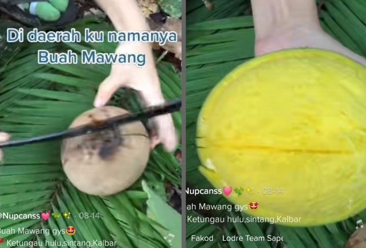 Viral Ditonton 4 Juta Kali, Buah Kembaran Mangga di Kalimantan, Netizen: Kampung Kami Disebut Asam Mbawang (foto/int)