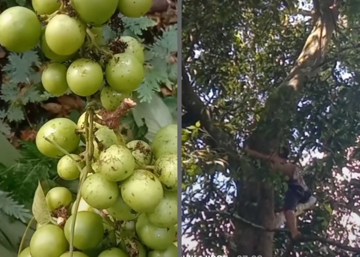 Buah Khas Kalimantan Mirip Anggur, Netizen: Masam Itu (foto/int)