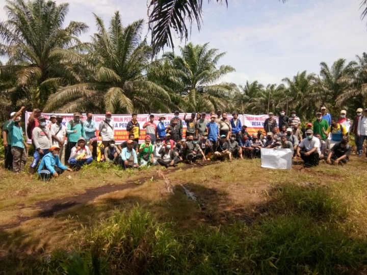 Ratusan Petani yang tergabung FKTSPT saat mendatangi PT Meskom Agro Sarimas