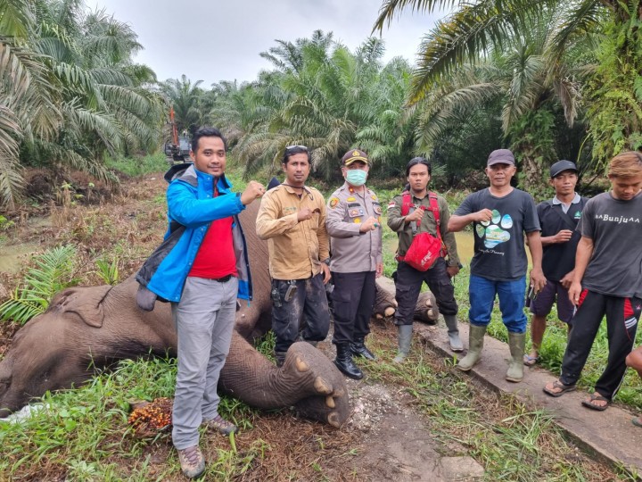 Kapolsek Pinggir Kompol Maitertika saat di TKP penemuan matinya seekor gajah betina