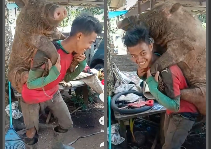 Viral Video Babi Hutan Digendong, Netizen Sebut Begini (foto/int)
