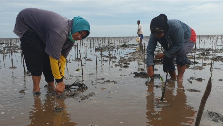 Kisah PKPRM Mangrove di Riau: Jutaan Mangrove Untuk Menjaga Batas Negara (foto/ist)