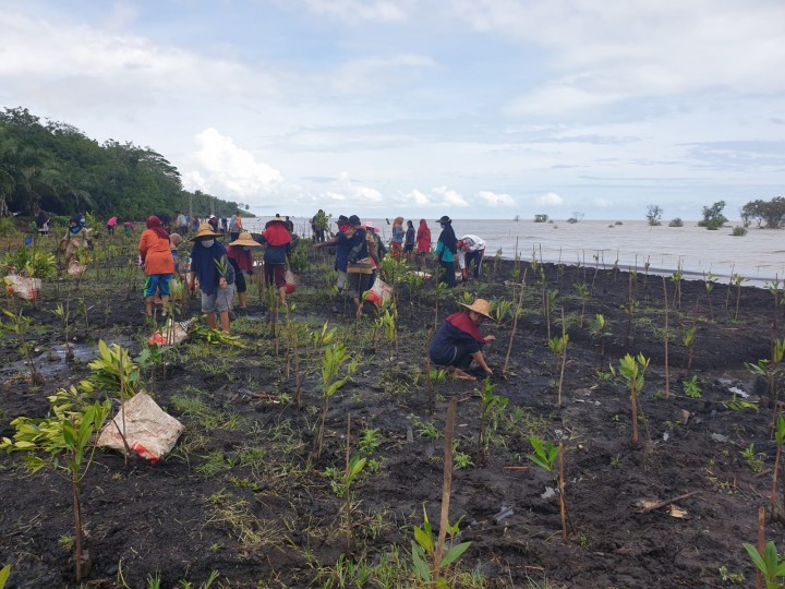 Kolaborasi Percepatan Rehabilitasi Mangrove Pulihkan Lingkungan Kawasan Pesisir (foto/ist)