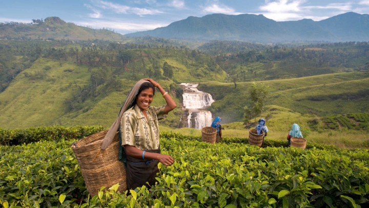 Perkebunan teh  di Sri Langka. Sumber: Travelosio