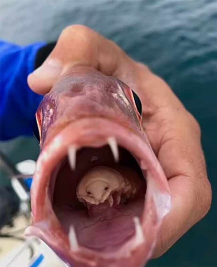 South African Man Finds Parasite That Lives in Fish Tongue and Lives in Its Mouth