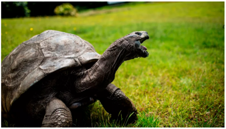 Jonathan kura-kura tertua yang pernah ada di Saint Helena, bagian dari Wilayah Seberang Laut Inggris di Samudra Atlantik Selatan. (Kredit gambar: Gianluigi Guercia/AFP via Getty Images)