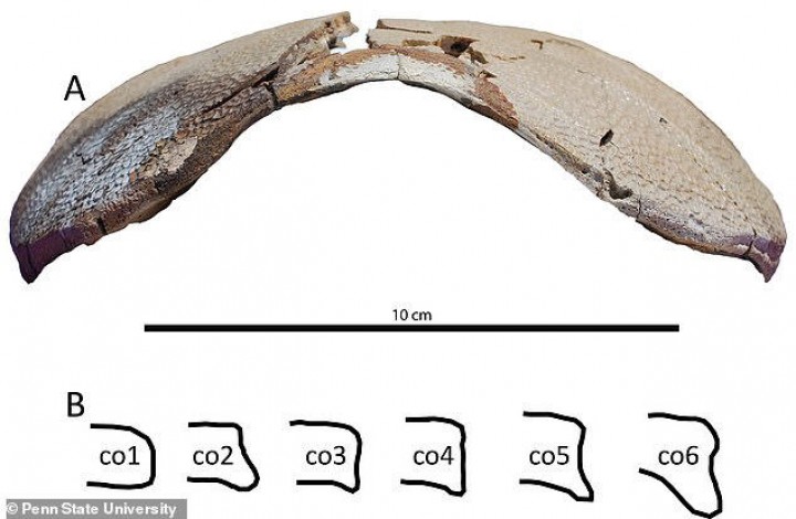 Soft-shelled turtles that lived at the same time as T.Rex have been identified