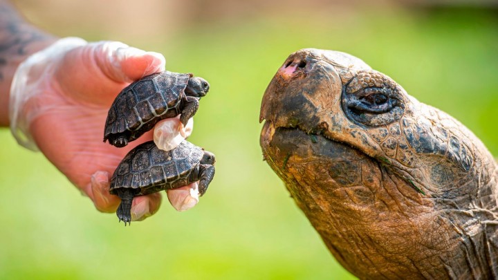 The two babies and 70-year-old Dirk (Image: MaxWillcock/BNPS)