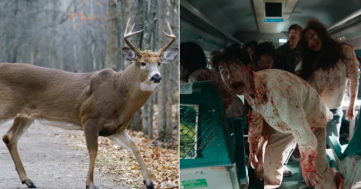 In Canada, deer affected by zombie disease outbreak could be transmitted to humans