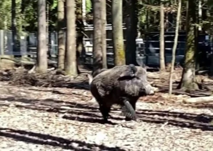 Babi hutan, yang sebelumnya dinamai sesuai nama presiden Rusia Vladimir Putin, telah diubah namanya menjadi Eberhofer/Reuters
