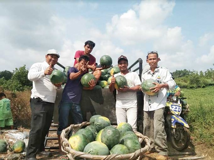 Suasana panen semangka Sakimin, yang juga Ketua Koptan Mekar Tani binaan Program CD RAPP di Desa Sungai Lipai, Gunung Sahilan, Kabupaten Kampar, Riau, beberapa waktu lalu.   