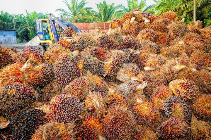 Ilustrasi tumpukan kelapa sawit yang akan diolah menjadi minyak dan akan di ekspor ke luar negeri/ pixabay