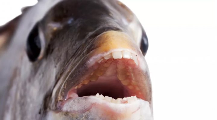 Ikan Sheepshead yang memiliki gigi unik seperti manusia