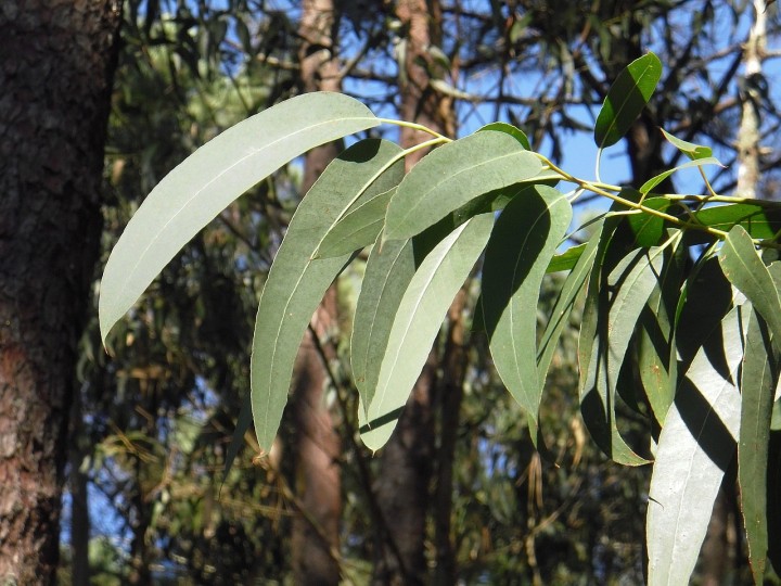 Ilustrasi Daun Eucalyptus (pixabay/abeldomi)